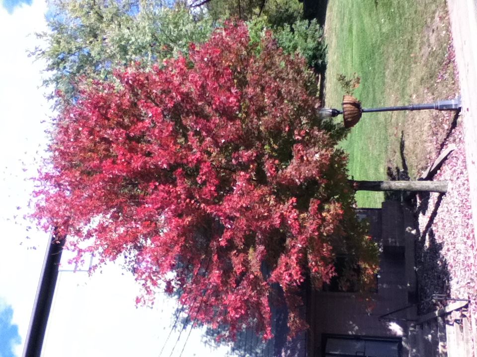 Local Red Maple