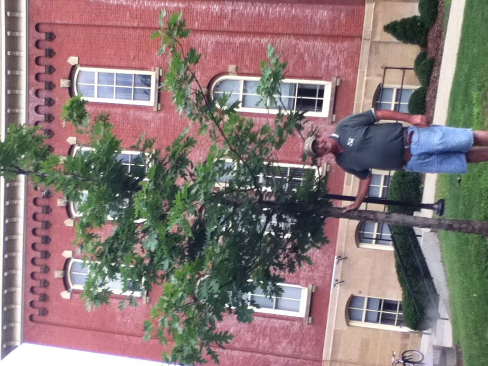 Northern Red Oak (Quercus Rubra) at West Virginia University Downtown Campus