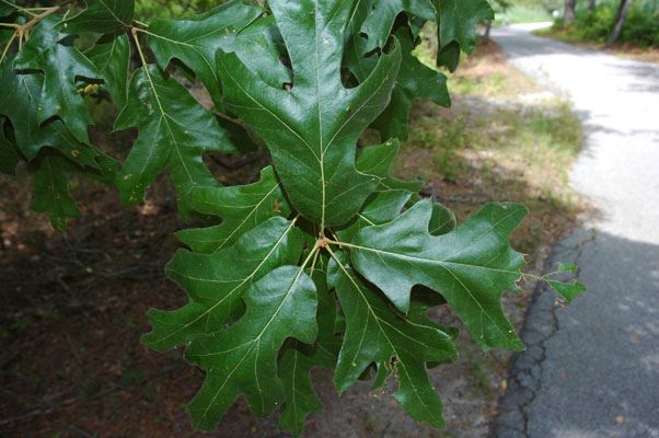 Northern Red Oak (Quercus Rubra)