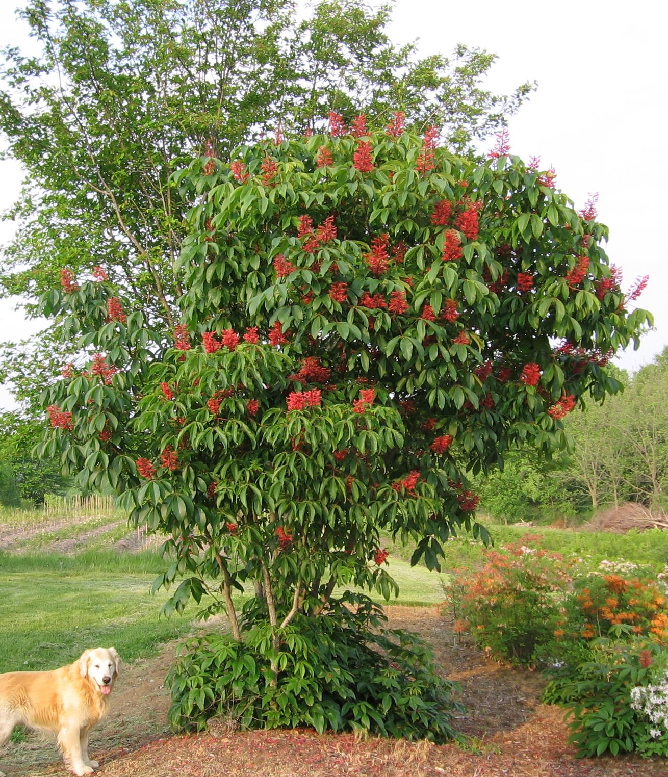 Red buckeye (Aesculus pavia) at West Virgina University Core Arboretum