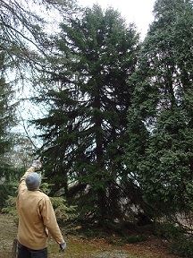 Red Spruce (Picea Rubens) at West Virginia University Core Arboretum