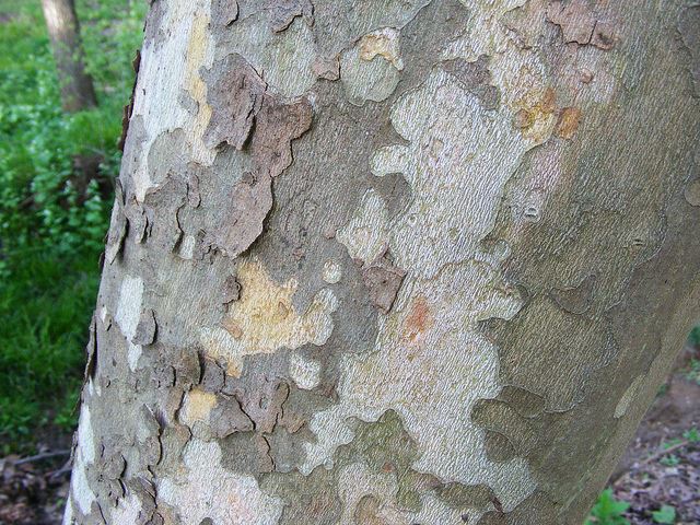 American Sycamore  (Plantanus Occidentalis)