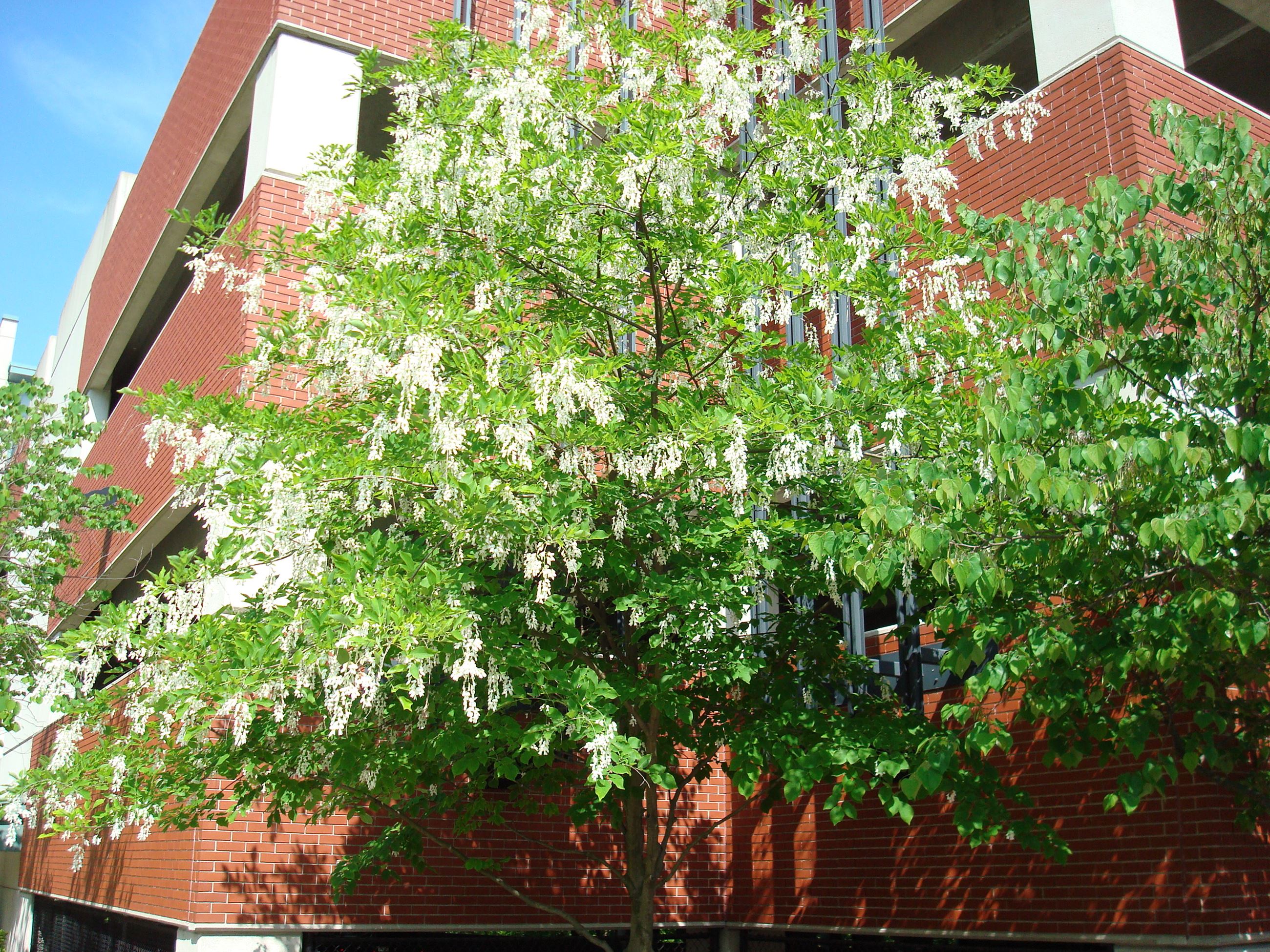 American Yelllowwood at Rail Trail and Wharf Garage